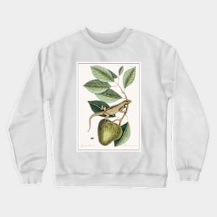 Guana, Lacertus Indicus (1754) Crewneck Sweatshirt